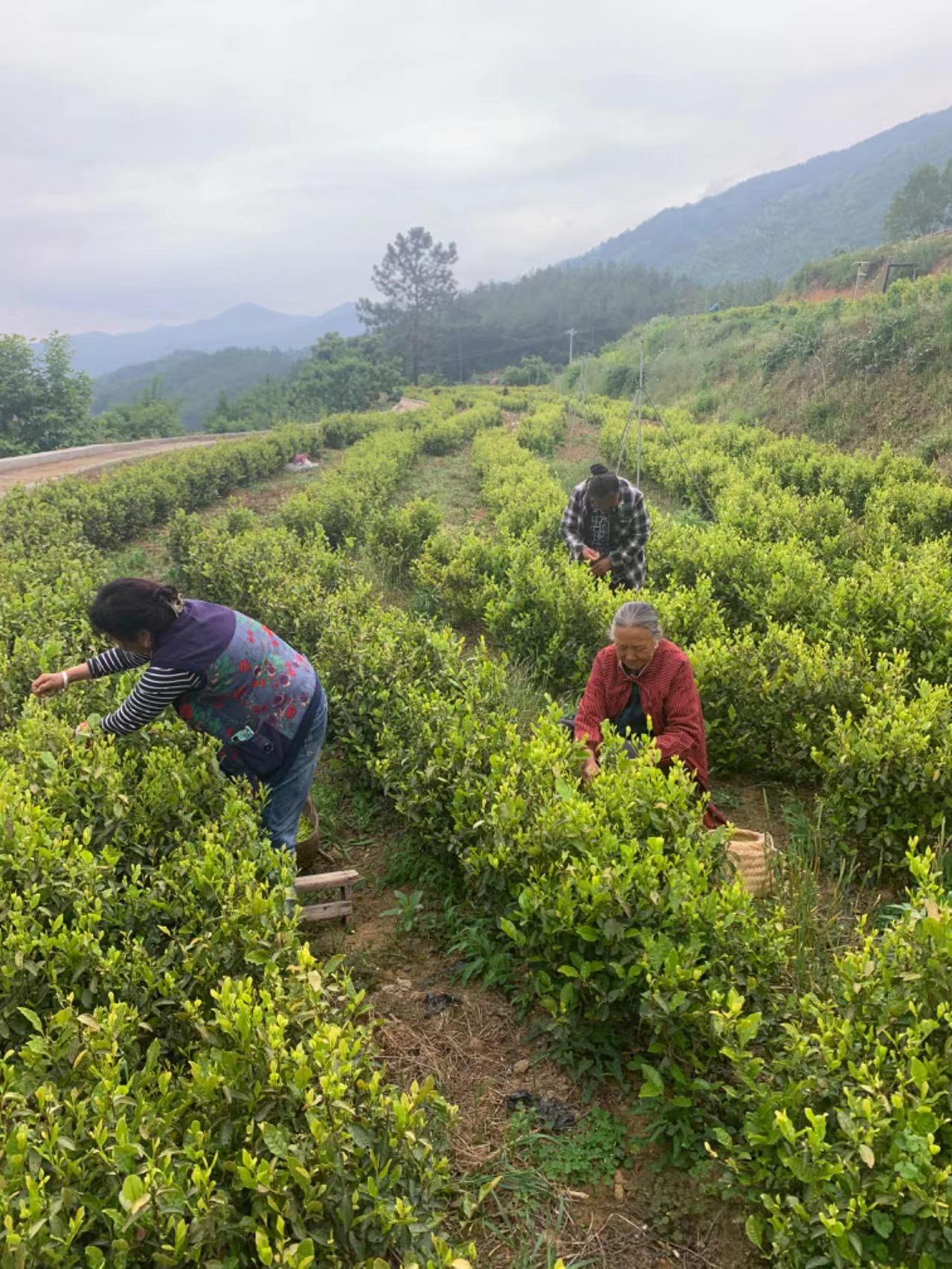 中心赴旺苍县开展乡村振兴调研